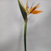 Ανθοδέσμη - strelitzia