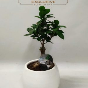 Bonsai μικρό