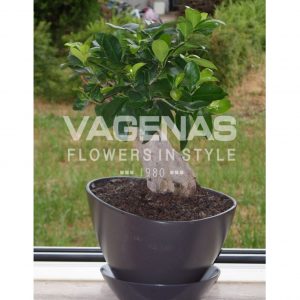 Bonsai μεγάλο