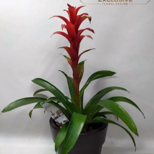 Guzmania