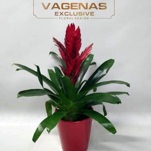 Vriesea