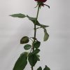 Ανθοδέσμη - rose_red