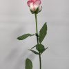 Ανθοδέσμη - rose_pink_skaled