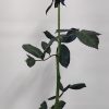 Ανθοδέσμη - rose_blue