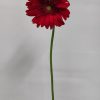 Ανθοδέσμη - red_gerbera