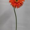 Ανθοδέσμη - gerbera_orange