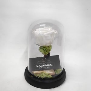 Forever Rose Λευκό 17 cm