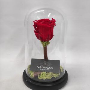 Forever Rose Κόκκινο 22 cm