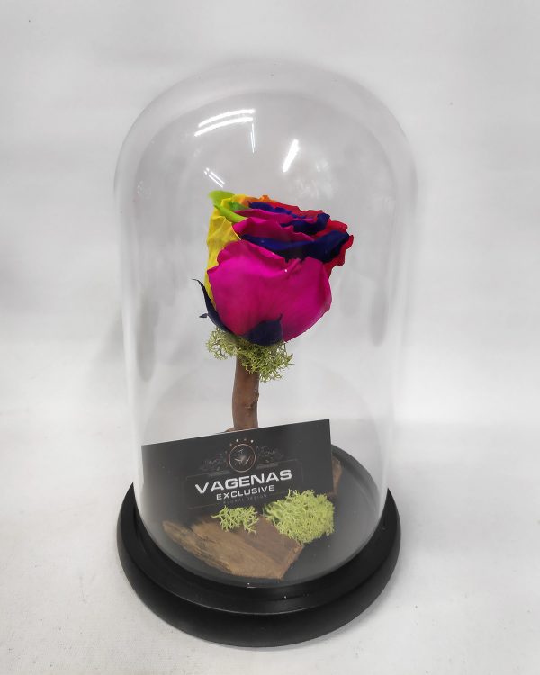 Forever Rose Rainbow 22 cm