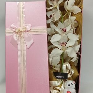 Κουτί ορχιδέα Cymbidium 1
